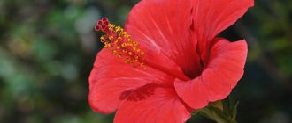 Снимка на хибискус