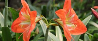 Снимка на хипеаструм