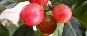 Снимка на кафеено дърво