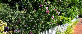 Снимка на градински хибискус