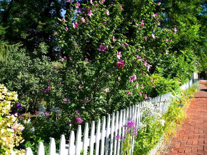 Снимка на градински хибискус