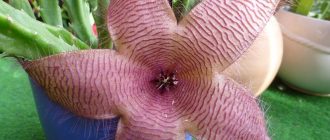 Снимка на стапелия