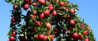 Снимка на короната на ябълково дърво