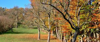 Грижа за ябълковите дървета през есента