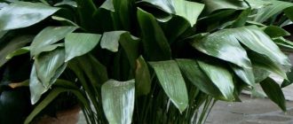 Аспидистра