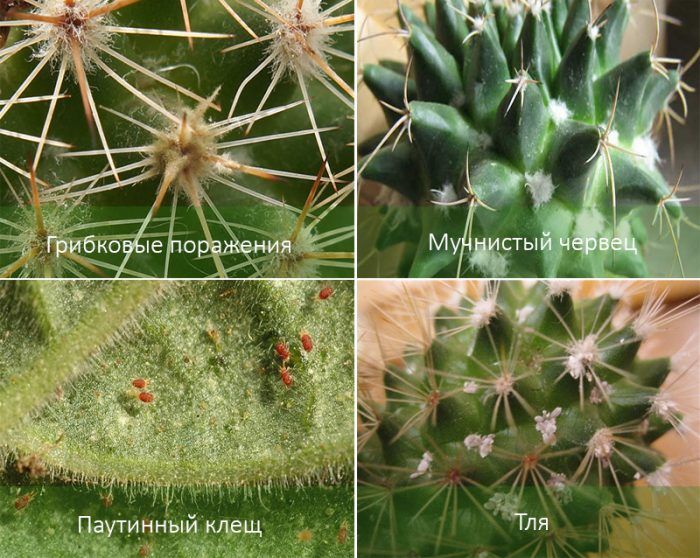 Болести и вредители по Гимнокалициум