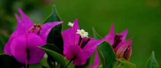 Бугенвилия