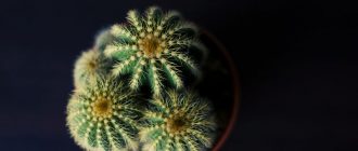 Снимка на кактус