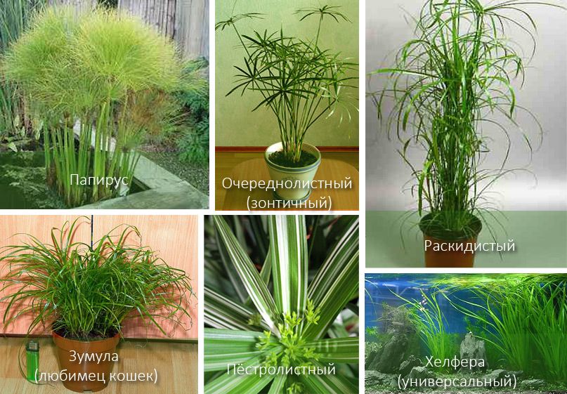 Сортове циперус Видове циперус