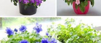 Разнообразие от кампанули