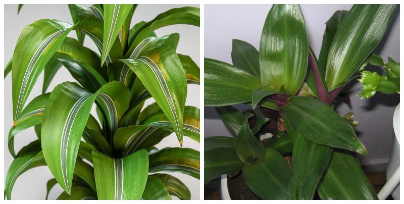 Драцена демерика Демерская