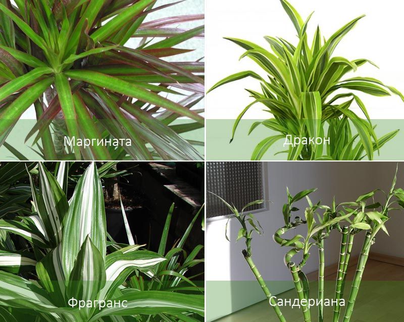 Маргината и други видове Видове Драцена