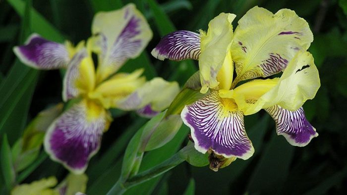 Два жълто-лилави ириса