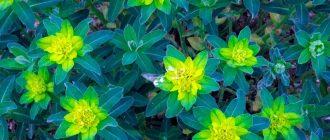 Снимка на градински млечен чай