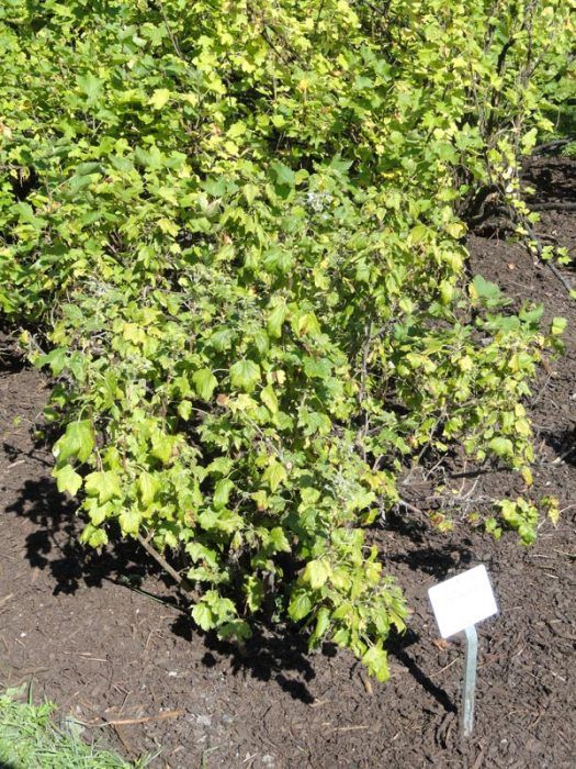 Храсти от касис