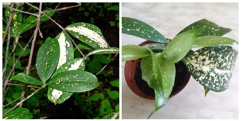 Драцена Годсеф Годсеф