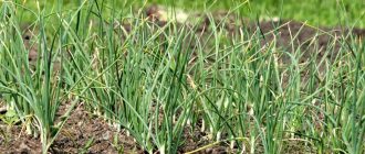 Легло от чесън