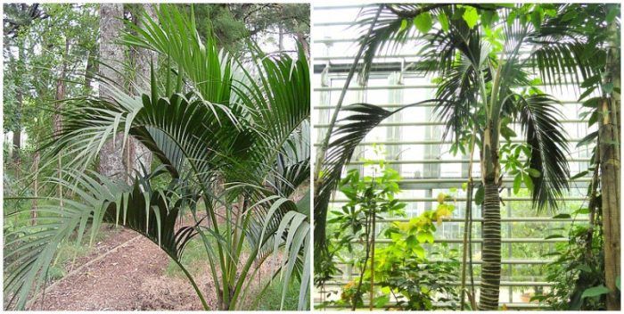 Ховея белмореяна