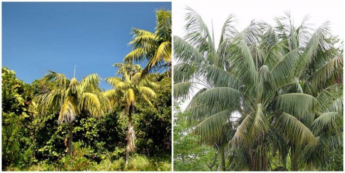 Ховея форстериана