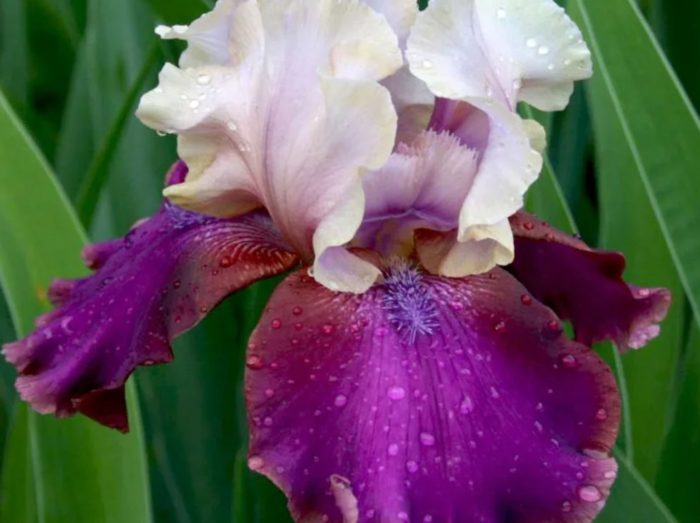 Сорт Бъргърмайстер