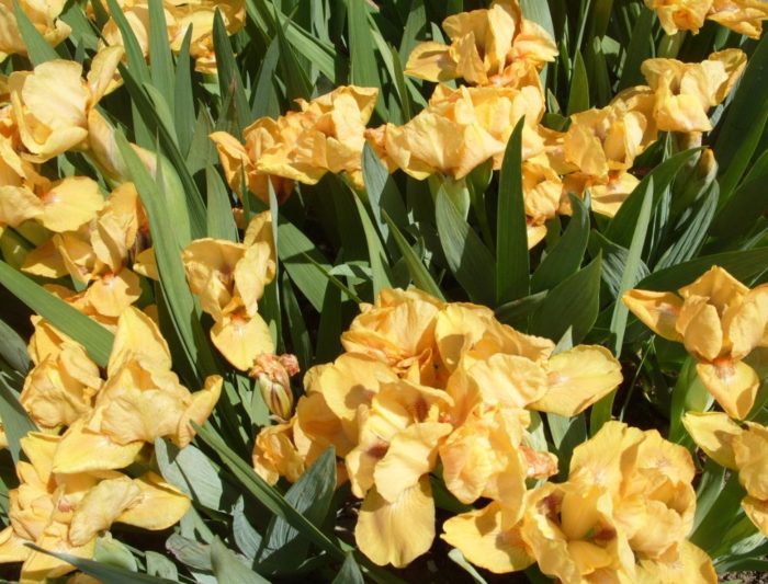 Карати от брадат ирис