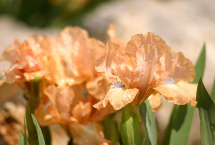 Джудже ирис