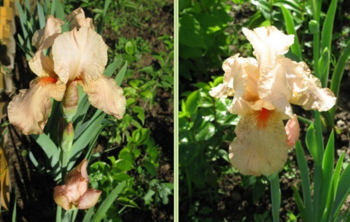 Разнообразие Аркадий Райкин