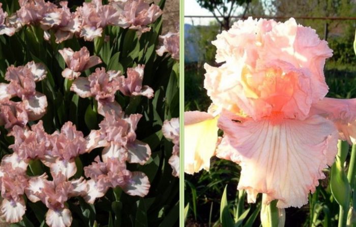 Цвете от Бевърли Хилс