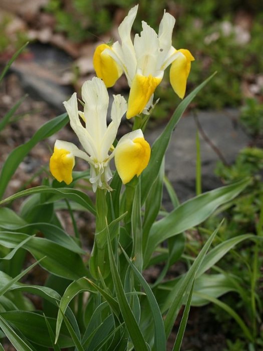 Бухарски ирис