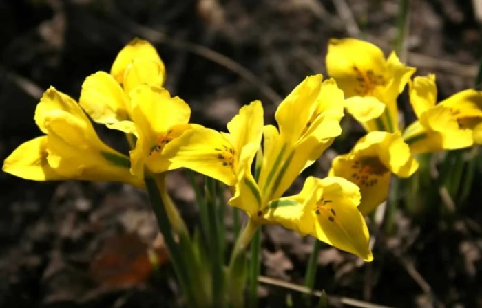 Луковичен сорт ирис Дънфорд