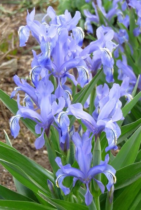 Вил Гребериановски