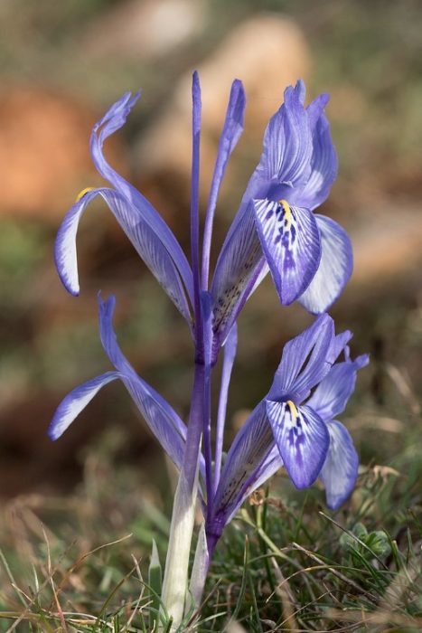 Иридодиктиум ретикулатум