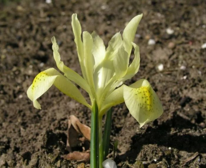 Иридодиктиум виноградовски