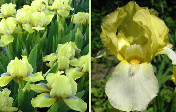 Сорт Кентъки Дерби