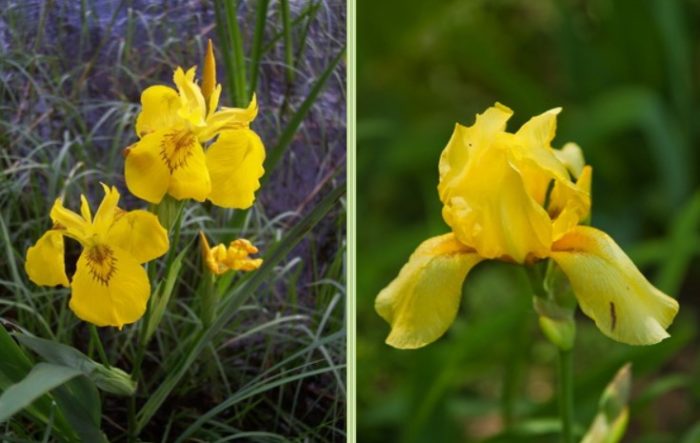 Разнообразие от килт ейлт