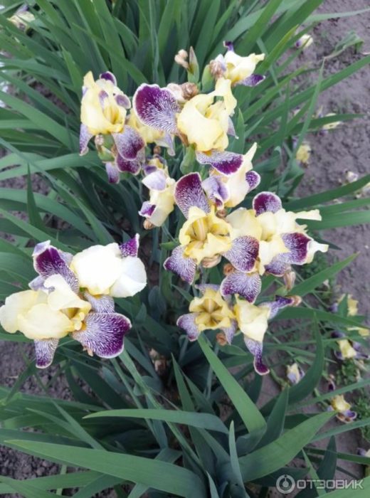 Брадати ириси