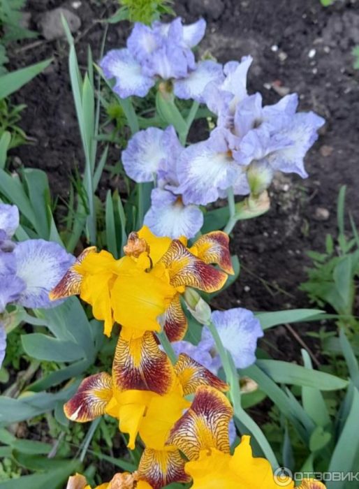 Разнообразие от цветове