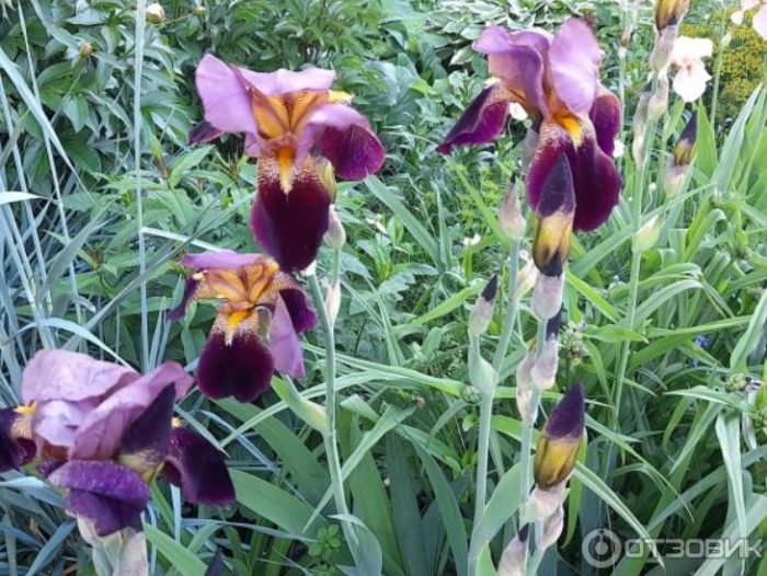 Цъфти през юни