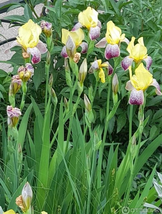 Ирис от приятел