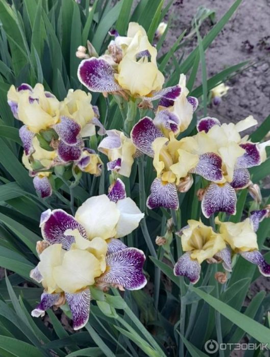 Необичайно оцветяване на ирисите