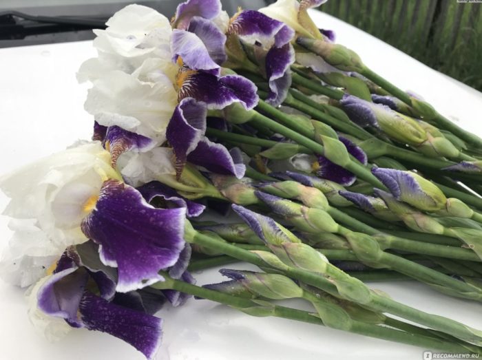 Брани ириси