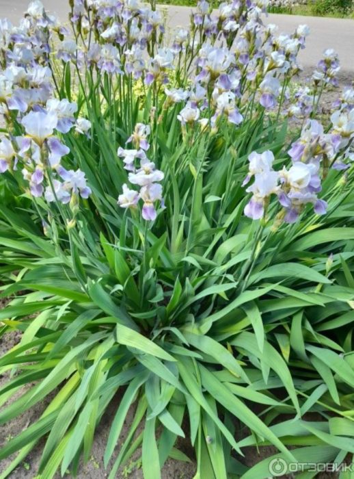 Ирисови храсти