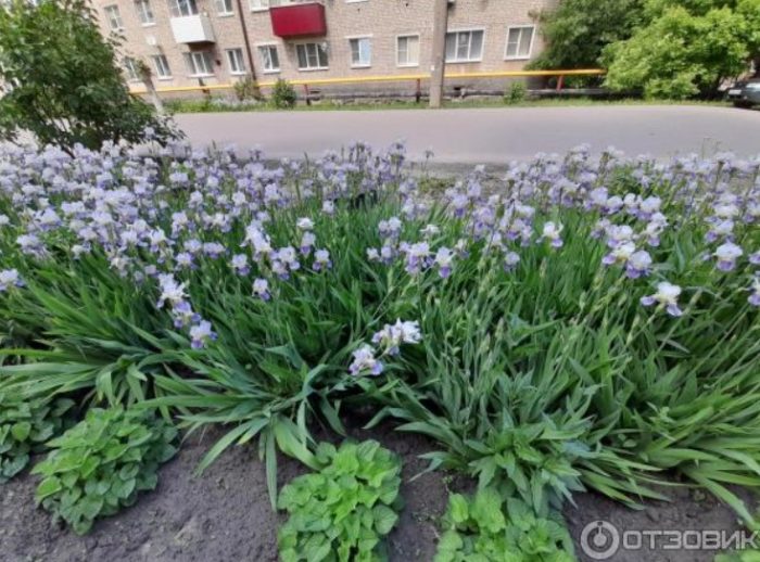 Ириси в града