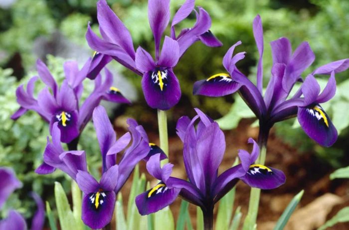 сорт Джордж