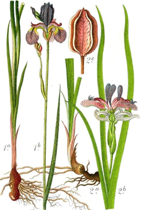 Структура на ириса