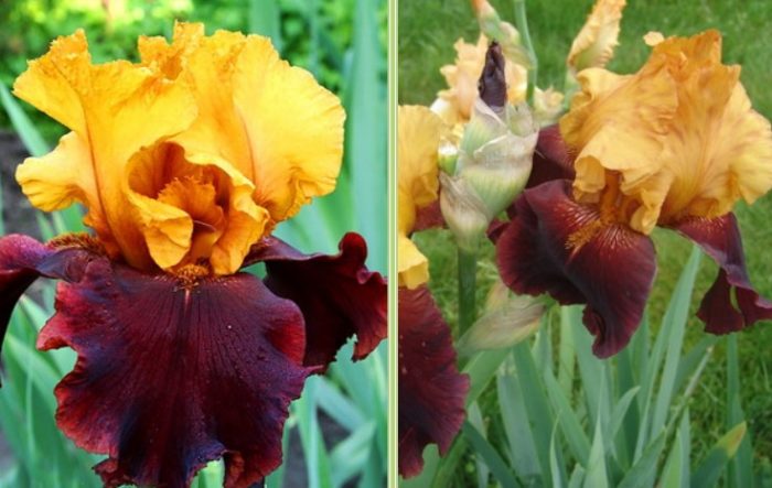 Цветя на Върховния султан