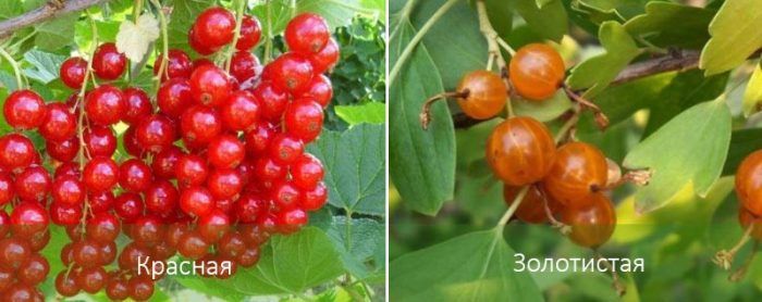 Червено и златно френско грозде