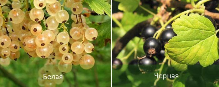 Черно и бяло френско грозде