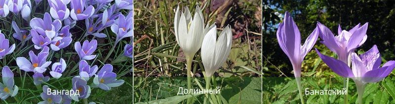 Авангард, Долини, Банатски Видове минзухари