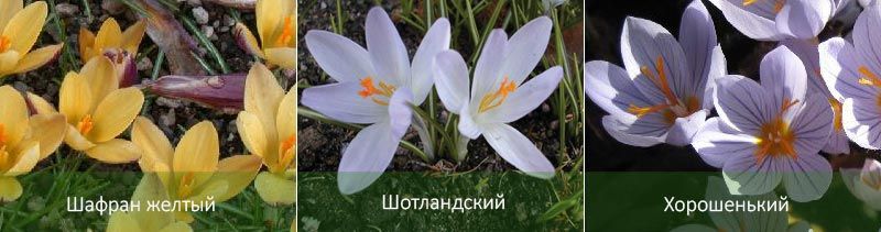 Шафран, шотландски, красив Шафран